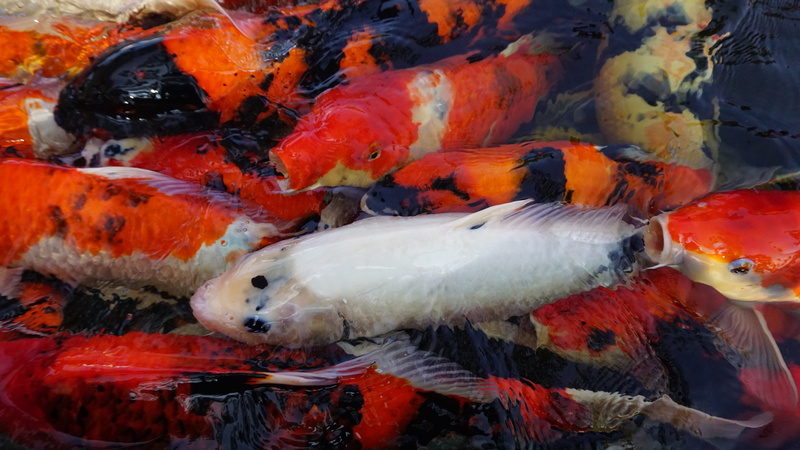 dive, koi carp, animal themes, close-up, blue, group of animals, outdoors, school, carp, vertebrate, animal wildlife, tropical, animals in the wild, reef