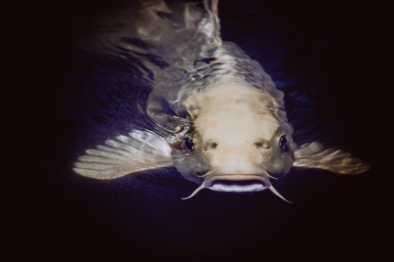 marine, close-up, saltwater fish, swimming, one animal, catfish, sea, animal head, undersea, animal mouth, pond, fish, animals in the wild, animal, animal wildlife