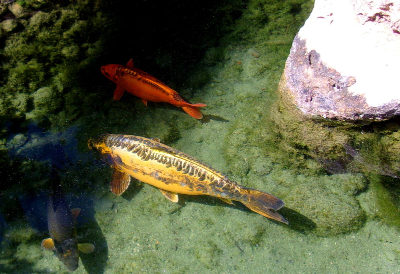 marine, water, splash, color, ornamental, swimming, koi, nature, white, animal themes, ornament, colorful, japan, underwater, rock - object, relaxation