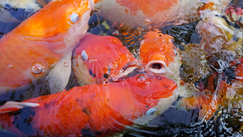 goldfish, wildlife, garp fish, tropical, blue, hobby, animal themes, close-up, dive, carp, orange Color, animal, koi Carp, exotic, ocean, Water, tropical fish