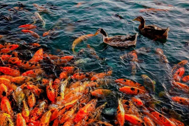 sea life, water, animal, animal themes, school of fish, group of animals, orange, high angle view, pond, no people, nature, large group of animals, 5K