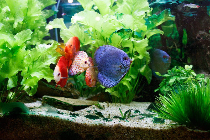flower, Tank, swimming, animal wildlife, animals in the wild, 1080P, undersea, Aquarium, sea, fish, tank, discus, animal, group, no people, green color