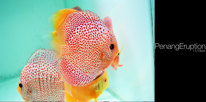 glass - material, one animal, vertebrate, animals in captivity, underwater, focus on foreground, fish, transparent, swimming, animal wildlife, Discus Fish