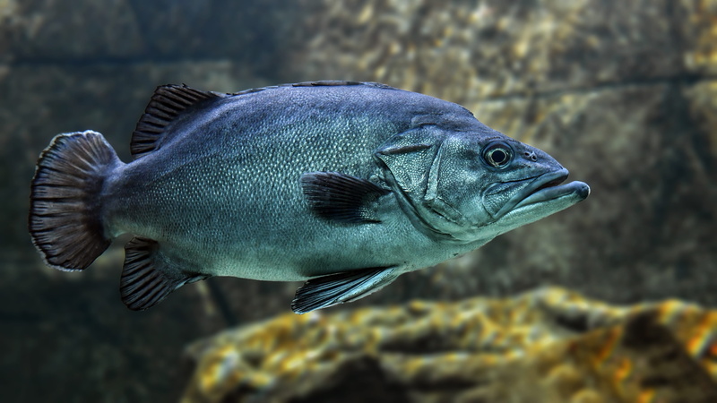 swimming, animal, nature, underwater, animals in the wild, 5K, sea, focus on foreground, silver, fish, solid, animal wildlife, close-up, one animal, swim