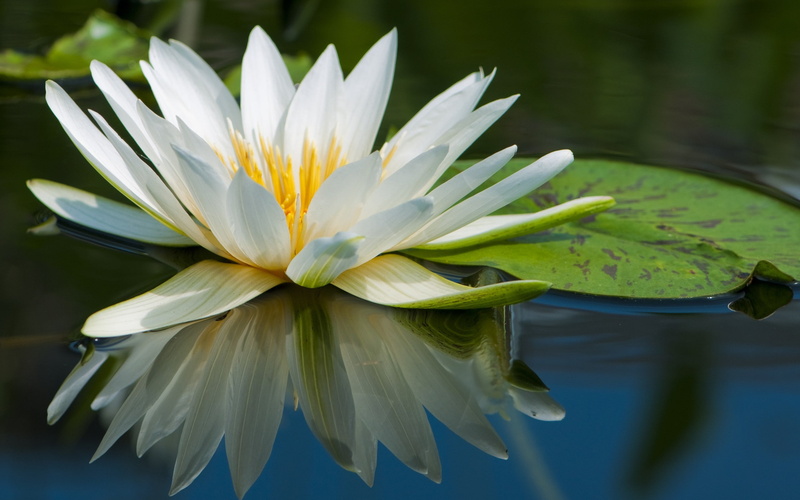 freshness, floating on water, water lily, leaf, lake, fragility, no people, flowering plant, reflection, flower, petal, beauty in nature, water lilies