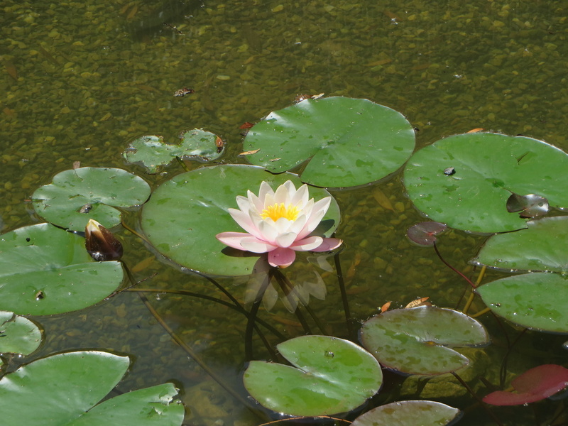 vulnerability, floating, pond, outdoors, floating on water, flower head, water lilies, high angle view, no people, lily pads, leaves, plant part, plant