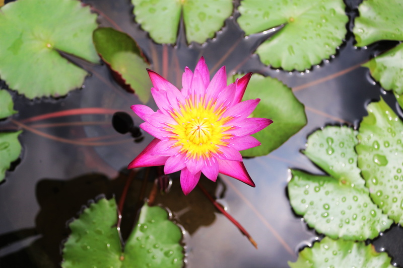 leaf, vulnerability, photography, view, outdoors, flower, inflorescence, 5K, growth, petal, floating on water, water lily, beauty in nature, lily, flower head