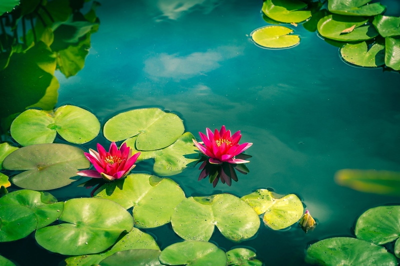 1080P, Lily Pad, Flowers, Pink Flower, Earth, Water Lily, Pond, Flower