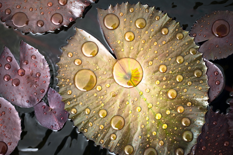 water drops, plants, 1080P, macro, lily pads, yellow, leaves