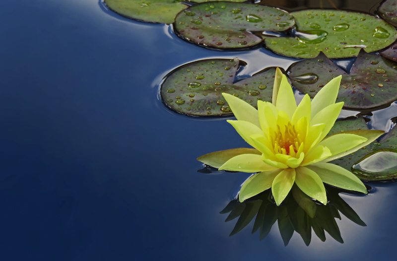 nature, floating on water, petal, flower head, leaves, lily pad, pond, close-up, bloom, yellow, lotus, leaf, flower, 4K, no people, water lily, beauty in nature