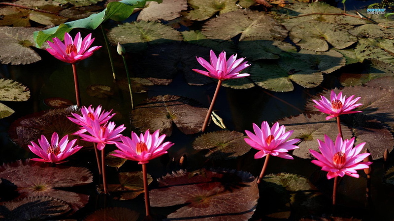 loveliness, pink, water lilies, lily pond, lily pads, 1080P, nature and landscapes