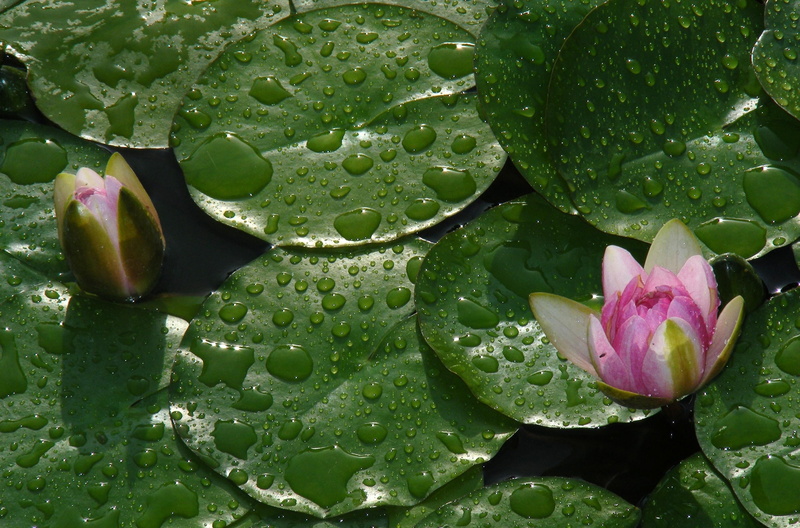 lake, freshness, water lilies, floating on water, beauty In Nature, backgrounds, plant part, blossom, nature, fragility, no people, pads, drops, summer