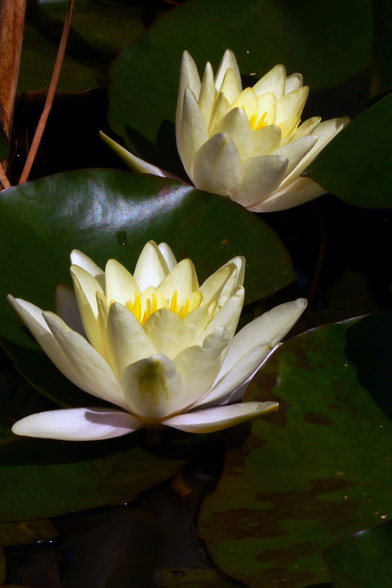 close-up, rutgers, flowers, water plant, leaf, background, zen, flower, growth, wet, garden, bright, oriental plant, bloom, plant, inflorescence, lilies