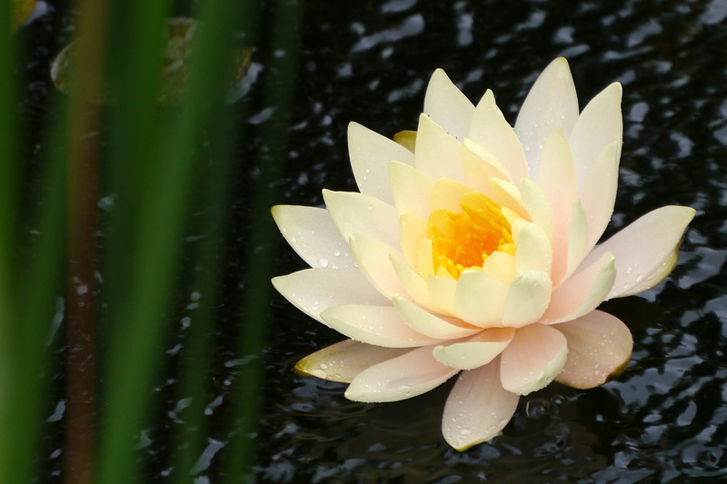 middletown, waterlilly, lilly, flower head, oriental plant, fragility, meditation, peace, aquatic, blooming, pond, lotus, nature, exotic, purity, flowing
