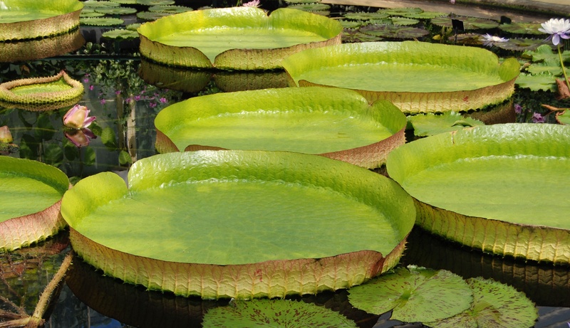 plant, giant water lily, water, water Lily, leaf, floating, day, leaves, freshness, plant part, nature, aquatic plant, high angle view, floating on water