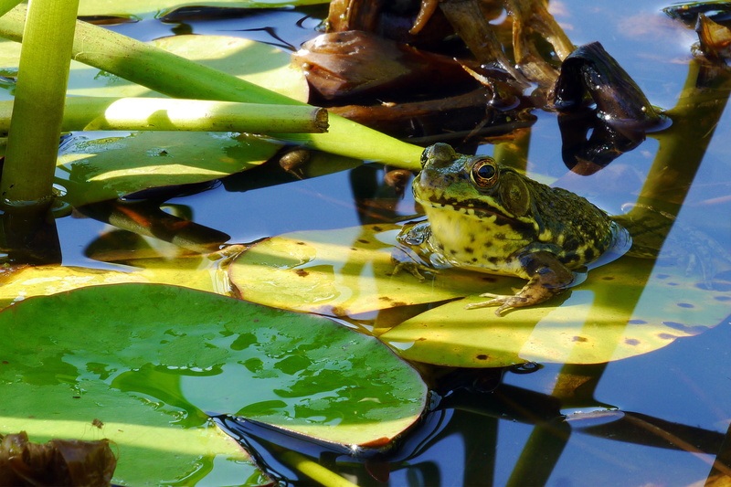 animal themes, tympanic membranes, toad frog, northern, water, rana clamitans melanota, close-up, sunning, plant, green color, frog, leaf, 1080P, small bullfrog