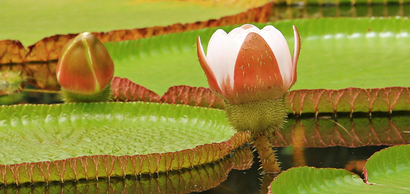 freshness, leaf, aquatic plants, nature, giant water lily bud, circular, flower Head, growth, green color, outdoors, seerosen plate, pond, lake, large