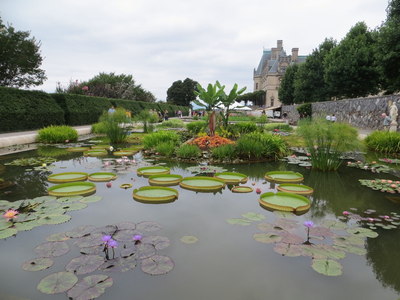 lily pads, architecture, 4K, lily, photo, built structure, outdoors, flower, north carolina, pond, day, tree, lilies, sky, nature, water, plant, lotus water lily