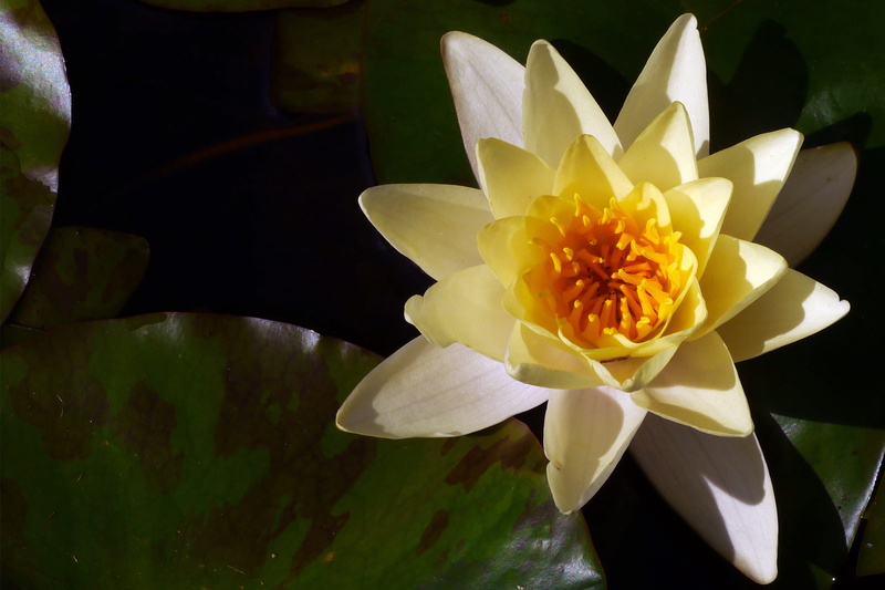lily pad, freshness, water, flowers, outdoors, water garden, lilly pads, oriental plant, meditation, flower, nj, petals, wet, rutgers, garden, water plant