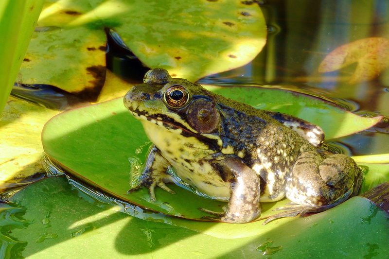 lily, northern, toad, swimming, no people, green color, rana clamitans melanota, amphibian, frog photos, sunning, reptile, green, plant part, bronze frog