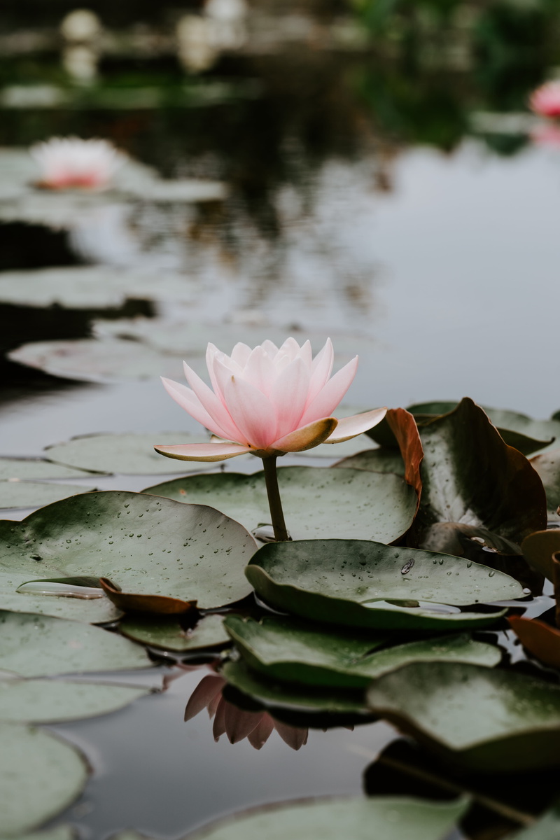 calm, flower Head, peace, plant, pink, relaxation, pond, freshness, lake, outdoors, zen-like, flower, summer, leaf, pink Color, lilypad, botany, petal