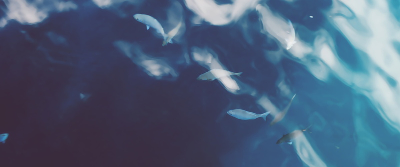 marine, animal themes, sea, animal wildlife, animals in captivity, shoal, blue, 2K, animals in the wild, nature, animal, ultrawide, school of fish, group of animals