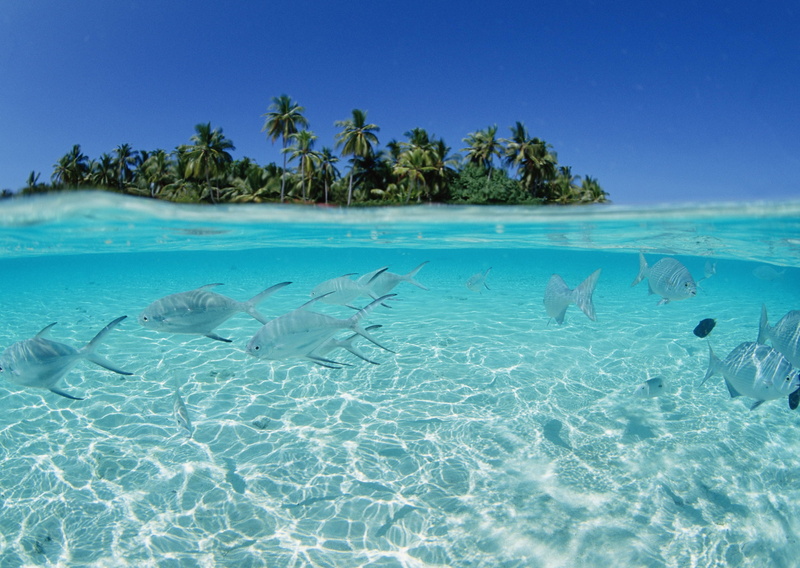 fish, blue, sky, animal, transparent, nature, travel Destinations, sunlight, beach, turquoise Colored, tropical Climate, tourist Resort, summer, maldives