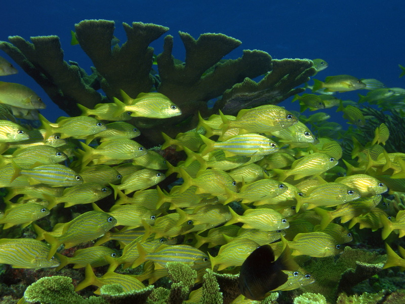 coral, fish, underwater, sea, 720P, shoal of fish