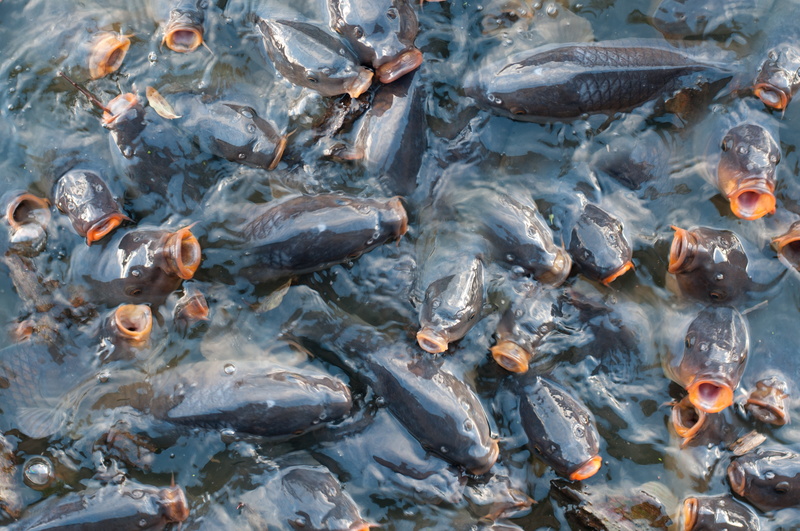 large group of animals, group of animals, marine, body, sea, gasping, no people, hungry, fish, lake, fresh, 4K, catfish, pile of fish, animal, animal wildlife