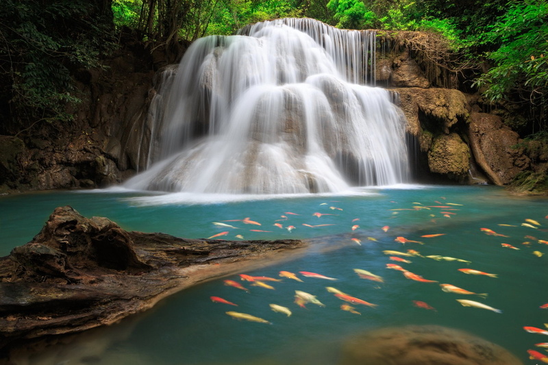 rainforest, plant, forest, long exposure, Waterfall, beauty in nature, scenics - nature, environment, rock - object, flowing, outdoors, Waterfalls, Rock