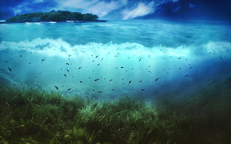 shoal, travel, large group of animals, animal wildlife, nature, underwater, group of animals, summer, no People, animal, travel Destinations, bottom, pacific Ocean