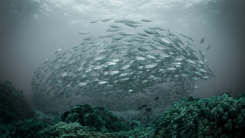 nature, water, underwater, 1080P, shoal of fish, fish, coral, sea