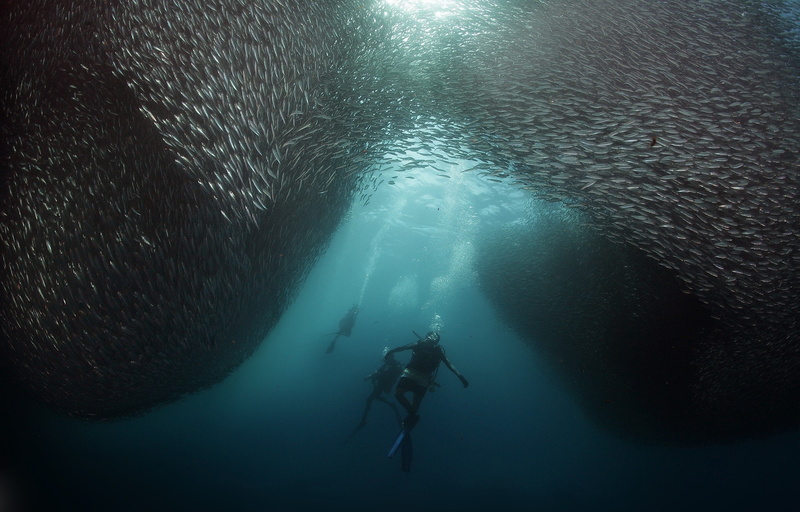 shoal of fish, 1080P, fish, underwater, divers