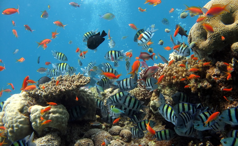 water, coral, animal themes, school of fish, nature, large group of animals, invertebrate, group of animals, no people, 2K, reef, undersea, shoal, fish