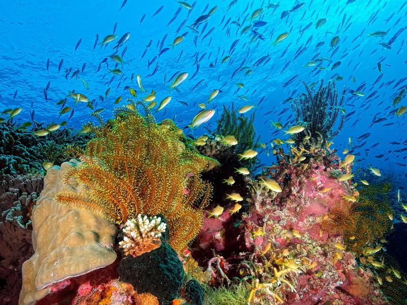 sea, shoal, 1080P, underwater world, corals, water, under water, fish, algae, the ocean, nature
