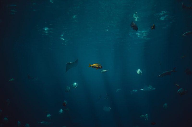 sea, animals in the wild, animal themes, no people, marine, body, 5K, blue, fish, school, animal wildlife, sea life, large group of animals, wildlife