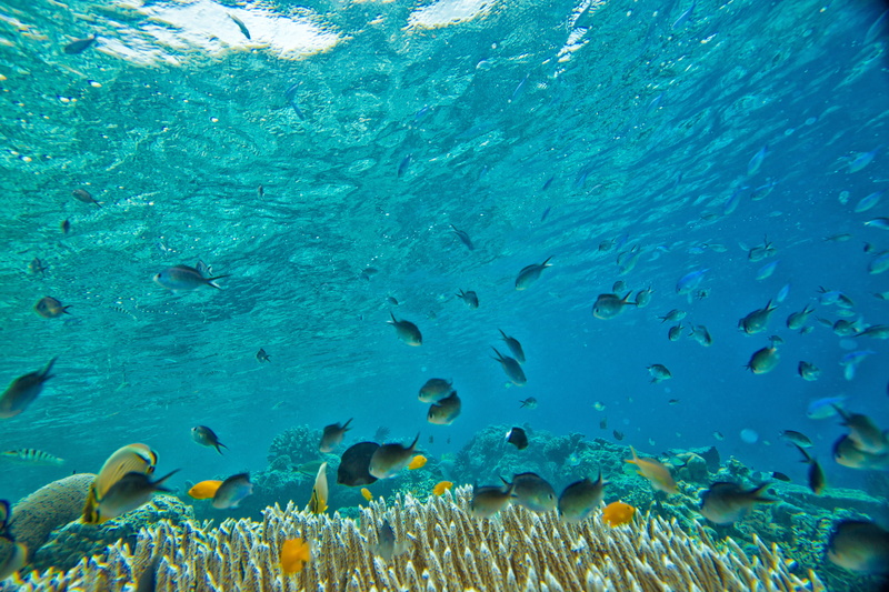 swimming, coral, ecosystem, shoal, animals in the wild, no people, nature, salt, sea life, small fish, indonesia, undersea, sea, vertebrate, group of animals