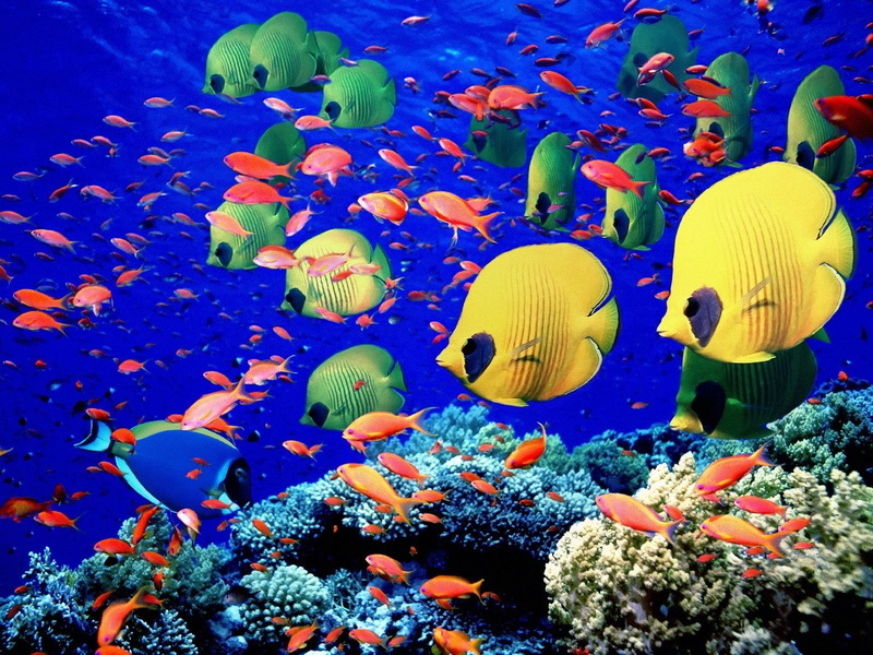 Fishes, Butterflyfish, life, marine, deep, swimming, tropical Climate, water, animals in the wild, animal wildlife, blue, sea, assorted, underwater, reef