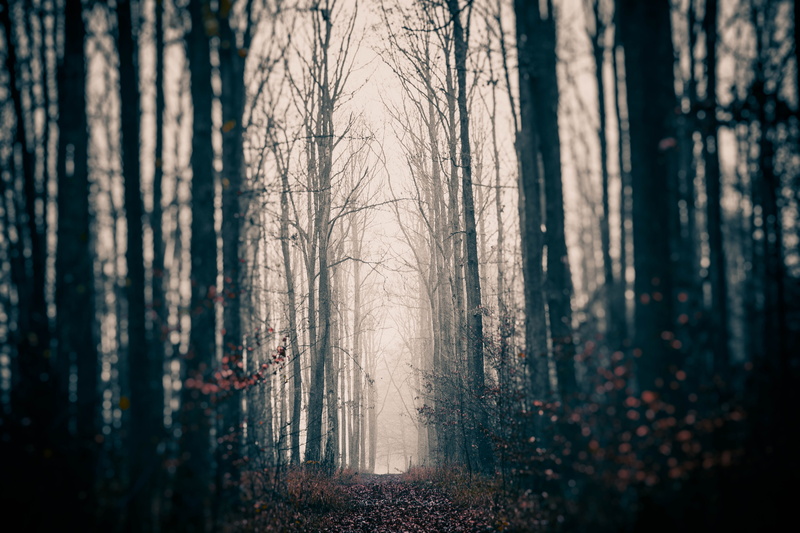mysterious, creepy, tranquility, beauty, fascinating, landscape, land, magic, dark, beauty in nature, woodland, way, 5K, forest, non-urban scene, selective focus