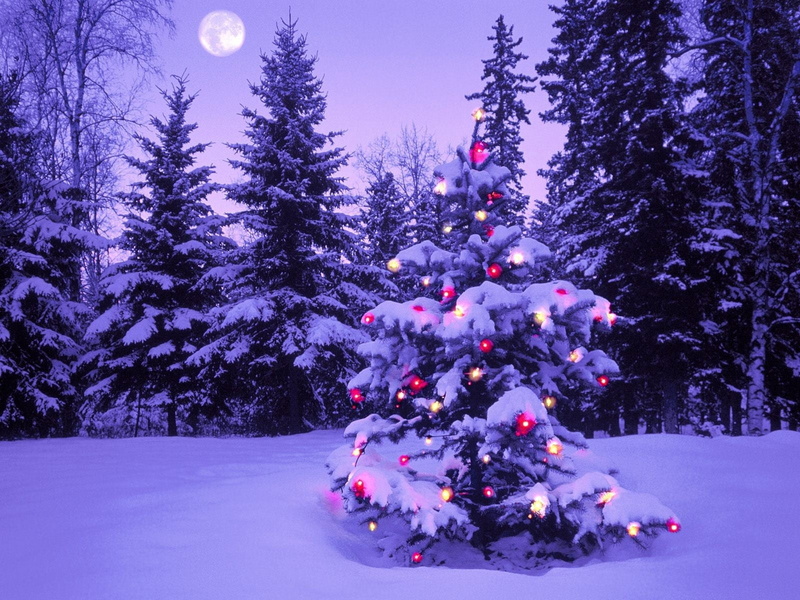 december, celebration, night, decoration, woodland, moon, outdoors, garland, evening, fir Tree, winter, tree, purple, sky, landscape, christmas lights