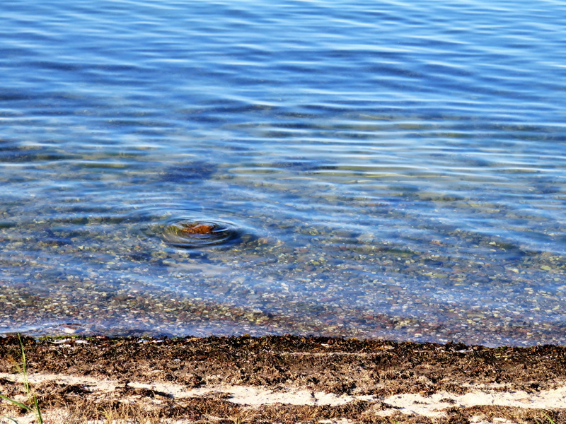 rippled, clean, lake, flowing water, high angle view, Bank, Sea, one animal, no people, motion, beauty in nature, Lake, animal themes, walk, gentle dünung