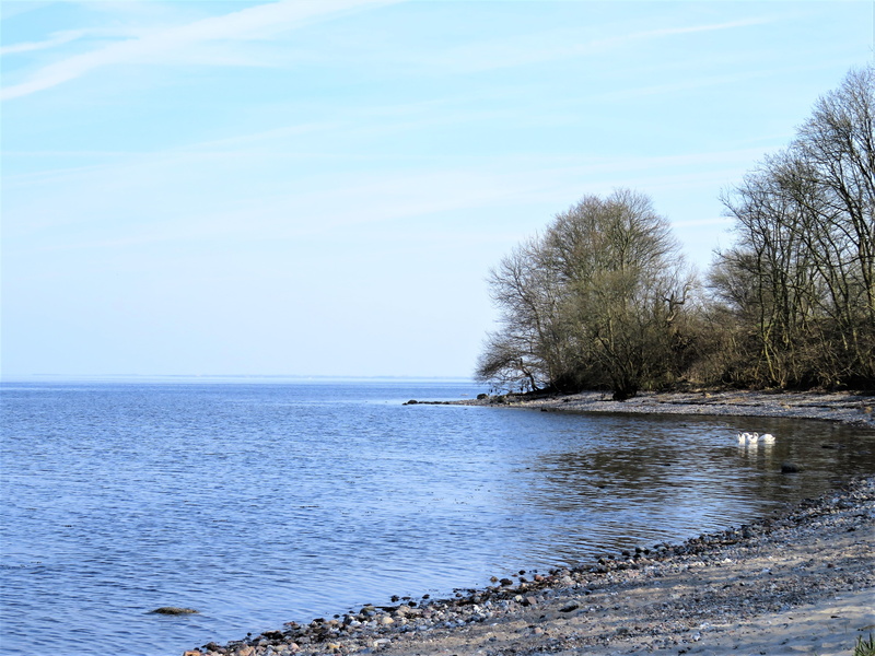 lake, land, quiet lake, swans, beach, 4K, horizon, no people, non-urban scene, nature, scenics - nature, waterfront, bright blue sky, tranquil scene, stony underground