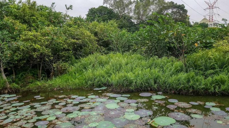 4K, diyatha uyana, wetland, sri lanka, green nature