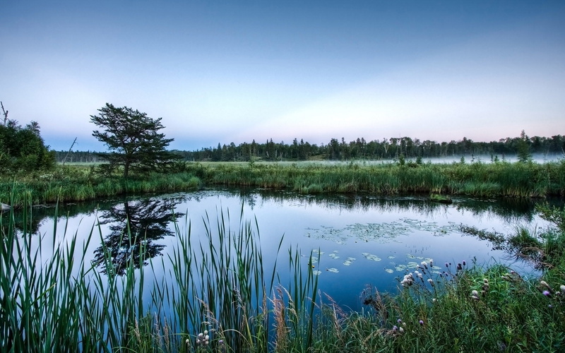 Wetlands, 1080P, Morning