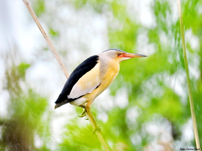 nature, perch, black, vogels, black bird, wildlife, 4K, birds, Little Bittern, twig, bird, reeds, wetlands, white, Ixobrychus minutus, mysterious, vogel