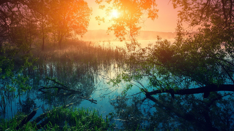 marsh, sky, land, nature, sunset, beauty in nature, tranquility, wetland, awesome, morning, no people, growth, woodland, non-urban scene, bank, tranquil scene