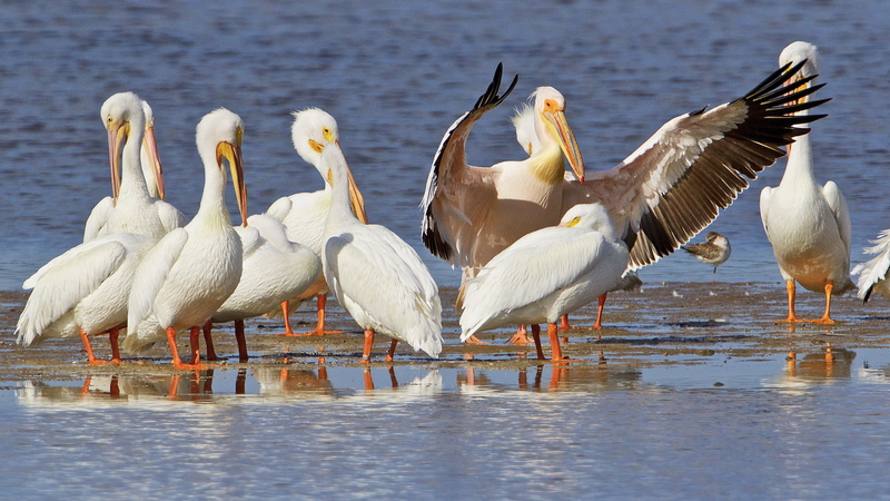 wallpapers, wetlands, birds, pelican, hd, white, florida, lake, viera, 2K, exotic, okeechobee, american