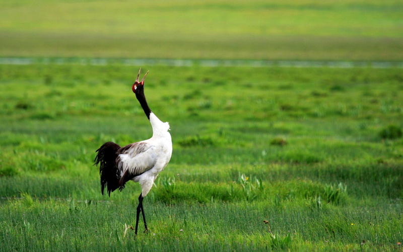 animal themes, land, animal wildlife, park, bird, animal, white, plant, focus on foreground, 4K, landscape, china, northeast, outdoors, day, wetland, nature
