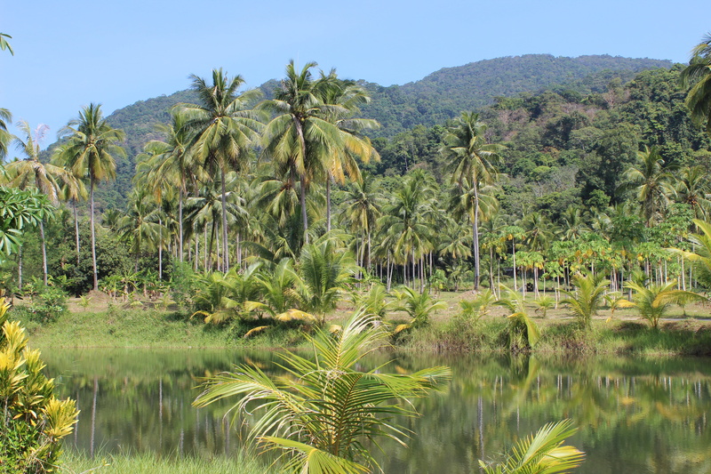 coast, lagoon, tropic, river, scenics - nature, conservation, beauty in nature, outdoors, tropical, land, rest, water, trees, shore, foliage, growth, jungle
