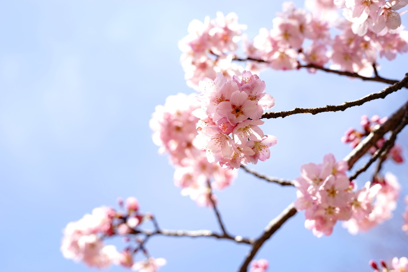 season, plant, pink, cherry, petal, cherry blossoms, cherry Blossom, focus, tree, 5K, springtime, MD  Rokkor, freshness, Pong, F1.4, branch, daytime, nature